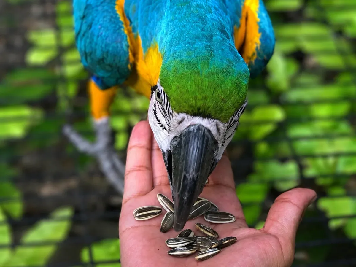 Blue and gold macaw eating seeds from a visitor’s hand inside the aviary