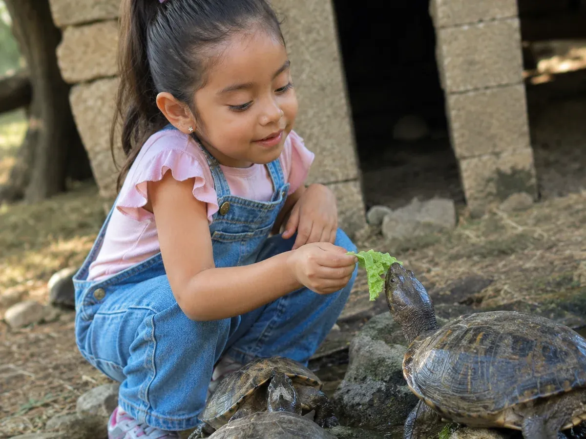 Girl feeding lettuce to the turtles at the park turtle house